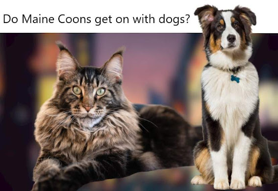 Are Maine Coon cats good with dogs?