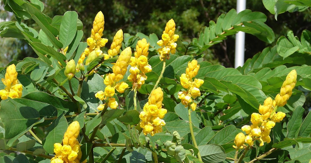 Ubat Panau Daun Gelenggang - Kerja Kosk