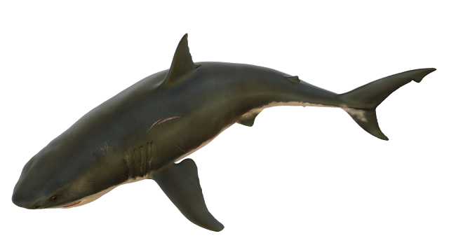 Shark Transparent PNG