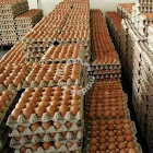 Distributor Telur Ayam Kampung di Tangerang