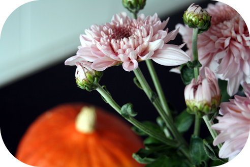 Chrysanten