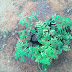 x̄  -> Acacia species in Kenya