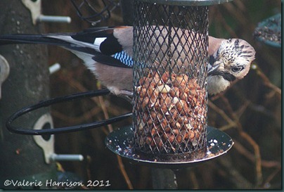 jay-on-feeder