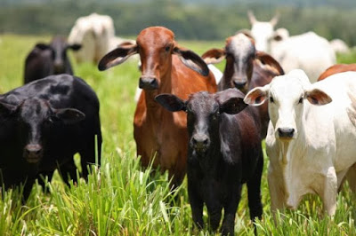 FAZENDEIRO SOBRALENSE TEVE 50 VACAS FURTADAS, ACUMULANDO UM PREJUÍZO SUPERIOR A R$ 100 MIL