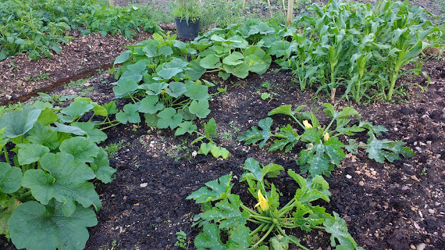 allotment update midsummer in Norfolk