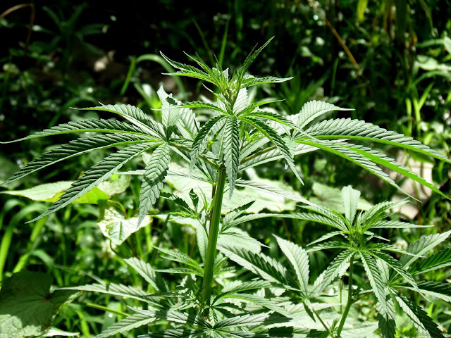 Marijuana Plant at Kasol by Escape Enchanted