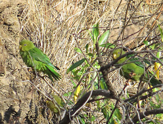 Andean Parakeet