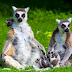 Lémur-de-cauda-anelada (Lemur catta)
