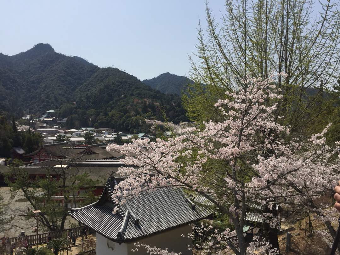 Travelog Japan, Spring Musim Bunga di Miyajima Japan