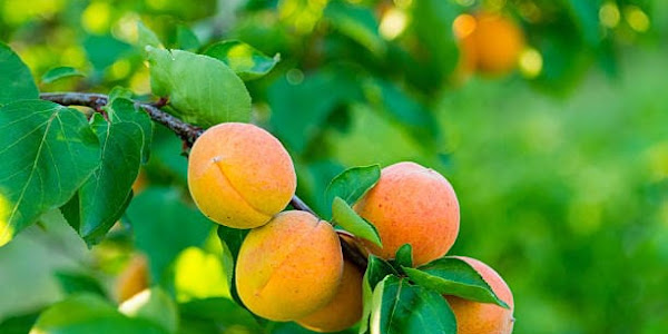 Apricot is a fruit full of amazing health benefits