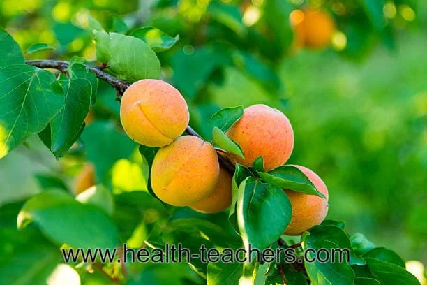 Apricot is a fruit full of amazing health benefits - Health-Teachers