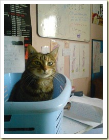 miette bassine