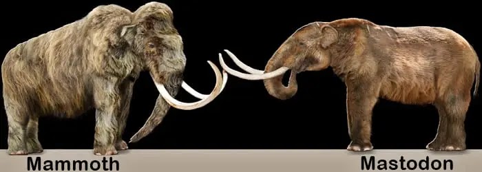 Mammoth, Mastodon, unsolved mystery, मैमथ और मास्टोडॉन की शरीर रचना,  Mammoths Mastodons In Hindi, mammoth in hindi, मैमथ, mammoth animal in hindi, woolly mammoth in hindi, मैमथ हाथी, maimat, memath hathi, मैमथ आज, mammoth hindi, mammoth purvaj hai,