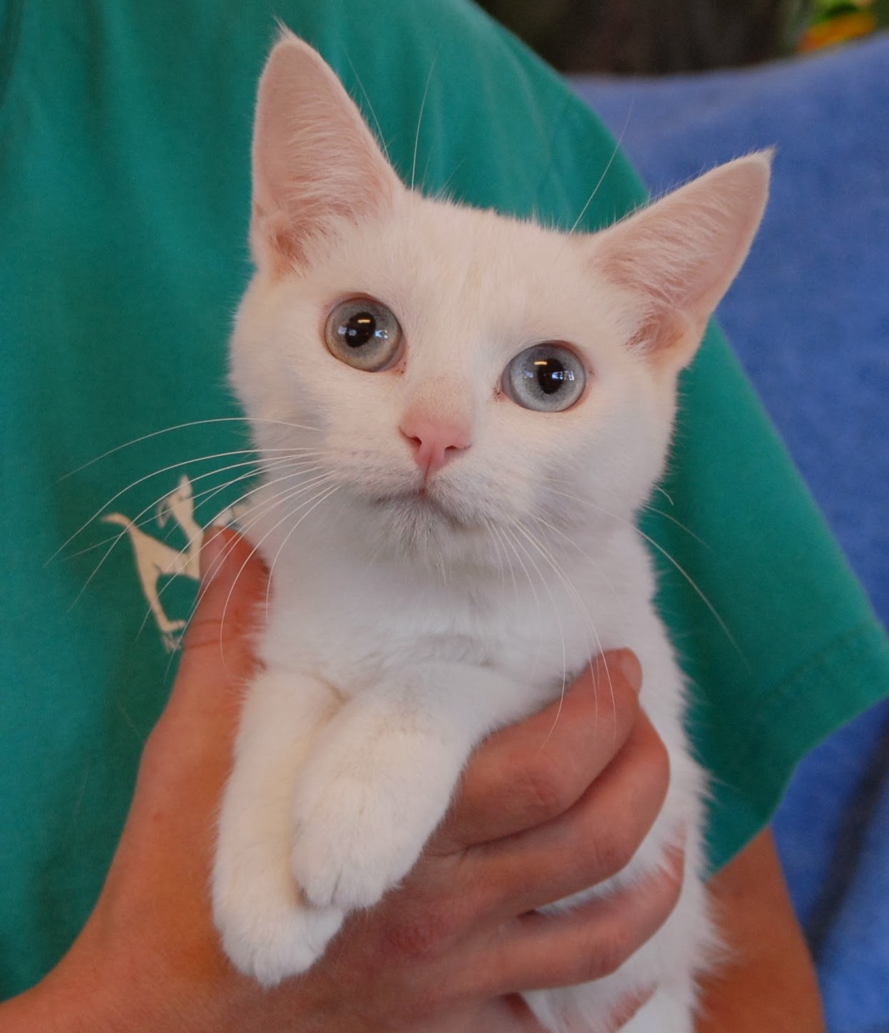 Powder Puff and her Snow White Kittens  debuting for 