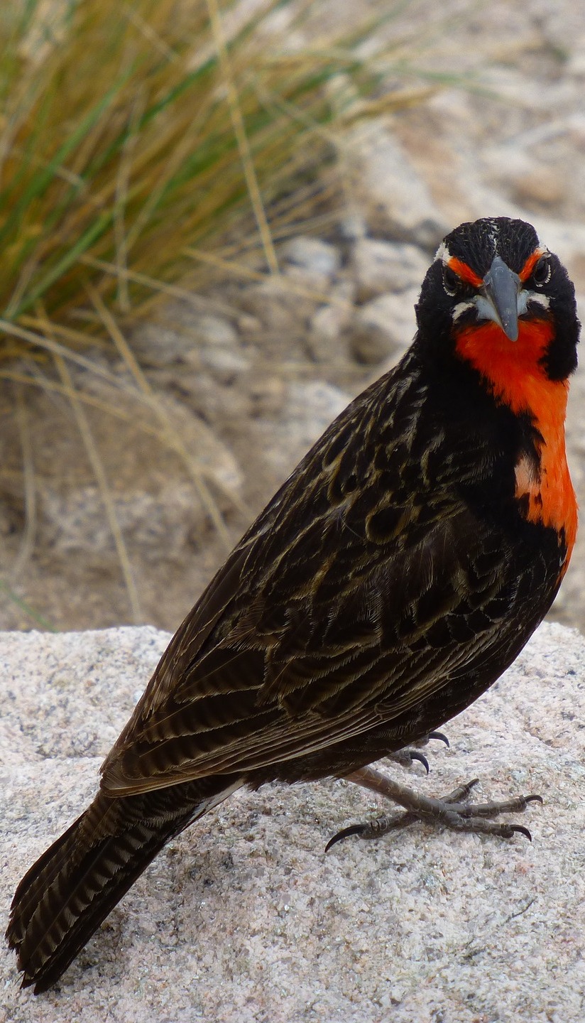  Picture a long-tailed meadowlark bird.