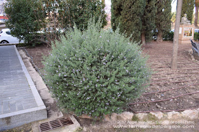 westringia fruticosa, romero australiano, jardinería, jardines bajo consumo