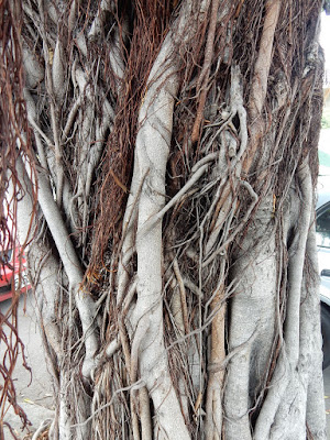 榕樹的樹幹