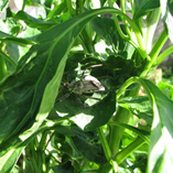 View album