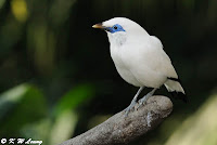 Burung Cantik Jalak Bali
