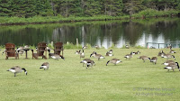 Canada geese foraging, PEI National Park, June 23, 2016 - by Denise Motard