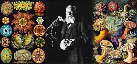 Art Forms Of Nature The Ernst Haeckel Collection Kuriositas