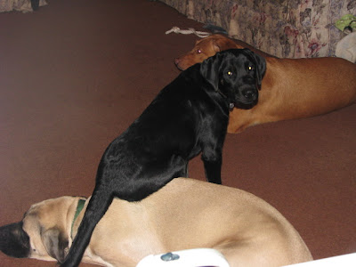 Picture of all 3 dogs in the living room... Liberty and Red are laying down... Rudy is SITTING on top of Liberty - while looking at the camera!