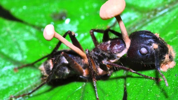 Met Ophiocordyceps unilateralis besmette mier