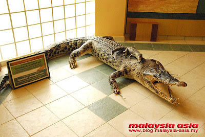 Crocodile from Borneo