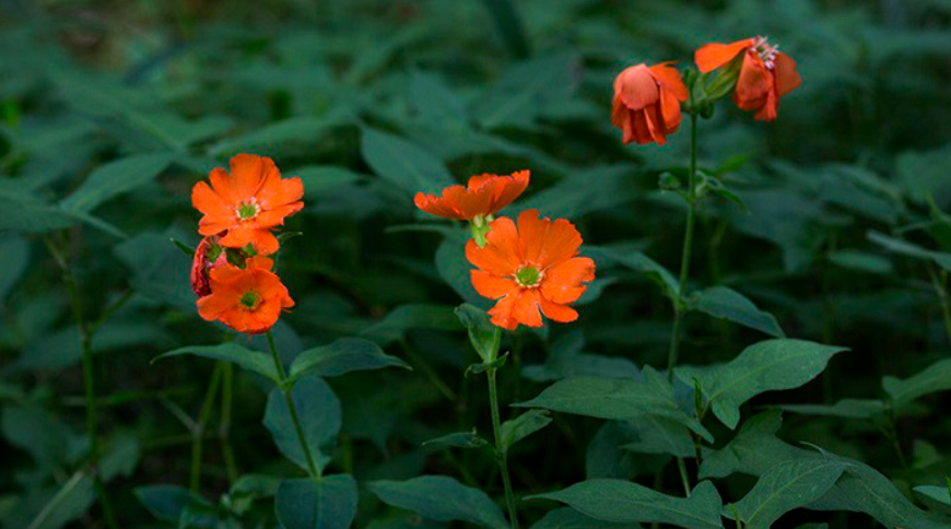 Зорька родственная (Lychnis cognata)