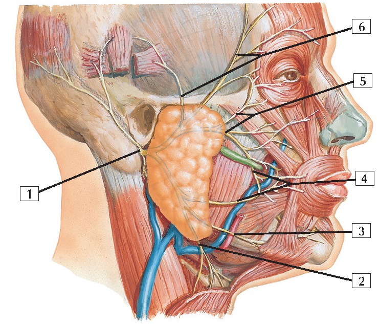 Facial Nerve Branches Anatomy