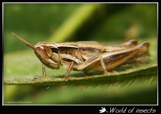 grasshopper picture