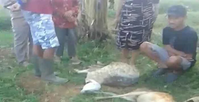 Warga Wonotunggal Resah, Teror Serangan Harimau Mangsa 9 Kambing Ternak