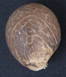 Tagua Nut