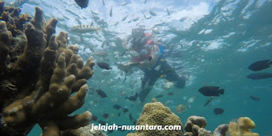 aktivitas snorkeling pulau harapan