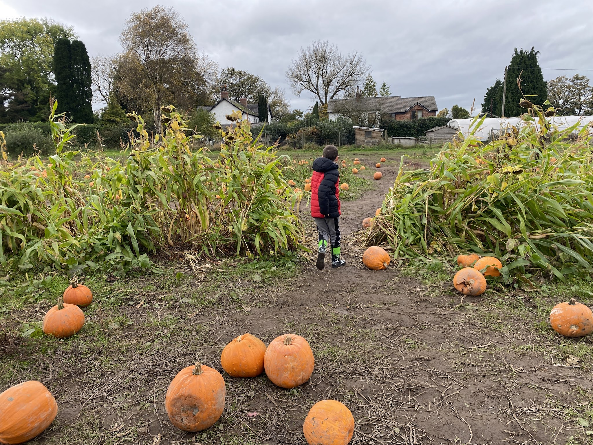 boy in a pumpkin patch