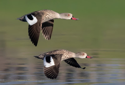 Birds in Flight Photography SanDisk Extreme 64GB 120MB/s CF Card