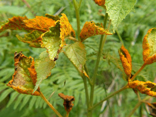 Rouille du Framboisier - Rouille de la Ronce du Mont Ida