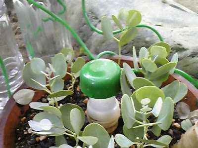 Jozpictsiaykb ユーカリ 挿し木 成功 ユーカリ 挿し木 成功