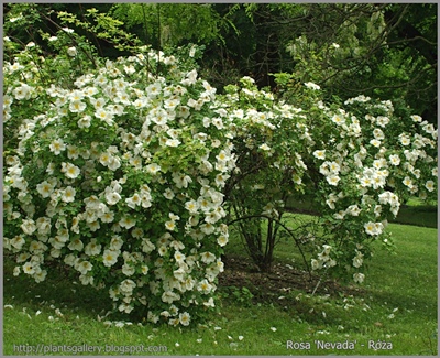 Rosa 'Nevada' - Róża 'Nevada'