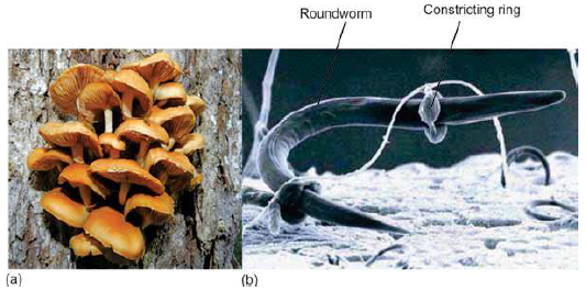 FSc Biology Part 1 XI 11th Chapter 8 Fungi The Kingdom of Recyclers Notes Long Questions fscnotes0