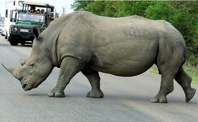 kruger south africa