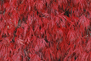 Erable du Japon Acer palmatum Dissectum Orangeola