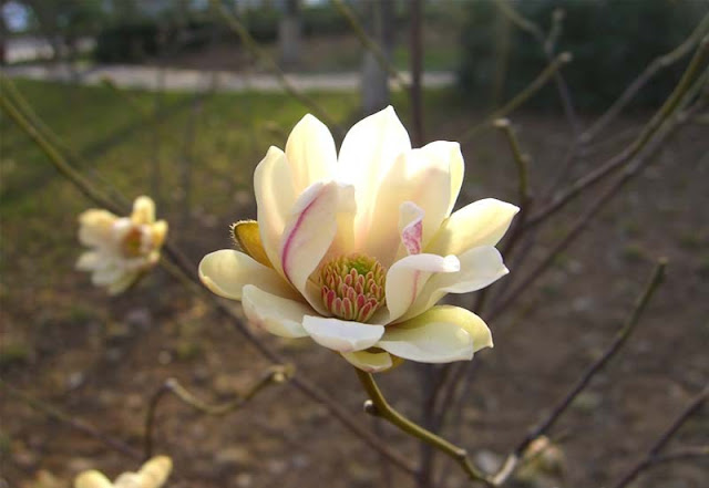 Magnolia Flower Pictures