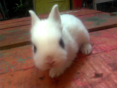 kelinci dwarf hotot