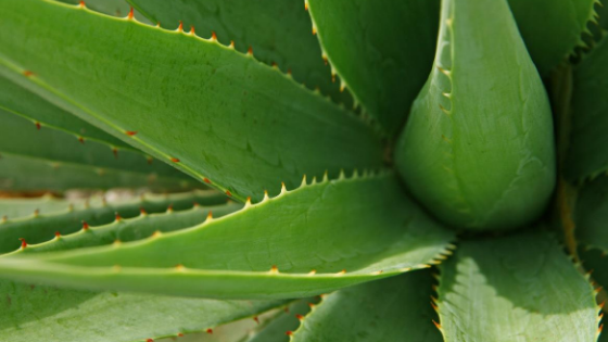 Manfaat Lidah Buaya (Aloe Vera) Untuk Kulit Wajah Usia 30 Tahunan