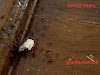 Semut Hitam Berjalan Mengingatkan 