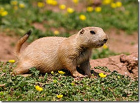 220px-Cynomys_ludovicianus_-Paignton_Zoo,_Devon,_England-8a