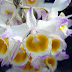 Dendrobium gratiosissimum - Hoàng thảo ý thảo