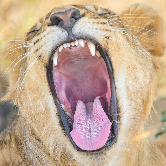 Lions Tongue, Lions Papillae, Wild Kenya Safaris, www.wildkenyasafaris.com, Wildlife Behaviour, Wildlife Diaries, Shazaad Kasmani, Safaris Kenya, Kenia Safari, Wildlife Kenya,