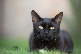 सपने में काली बिल्ली देखना  | sapne me kali billi dekhna | black cat in dream
